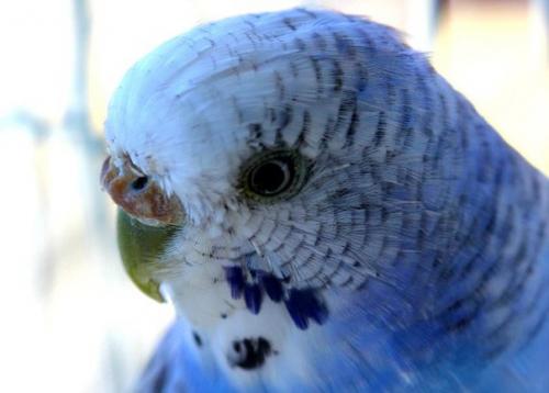 Биологи разноцветность волнистых попугайчиков объяснили.