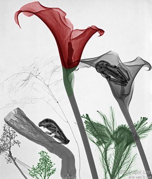 Научный арт.  Арье вант Рит изучал радиационную физику в технологическом университете Делфта и получил докторскую степень в университете утрехта. 01