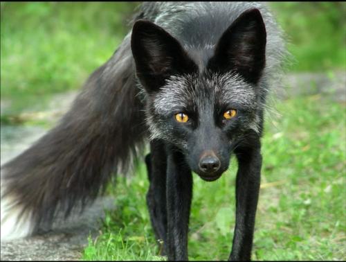 На фото - детеныш зебры в горошек. 02