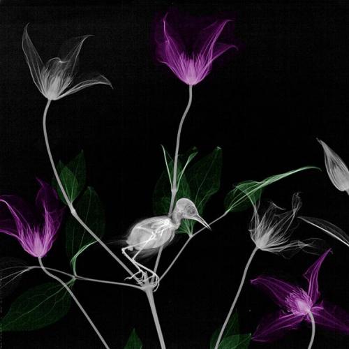 Научный арт.  Арье вант Рит изучал радиационную физику в технологическом университете Делфта и получил докторскую степень в университете утрехта. 04