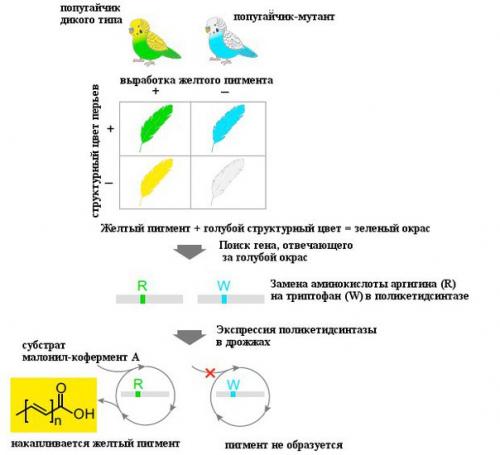 Биологи разноцветность волнистых попугайчиков объяснили. 01 Биологи разноцветность волнистых попугайчиков объяснили. 01