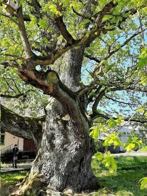 Вилла вампиров и камень лжи: мистические места калининградской области. 01