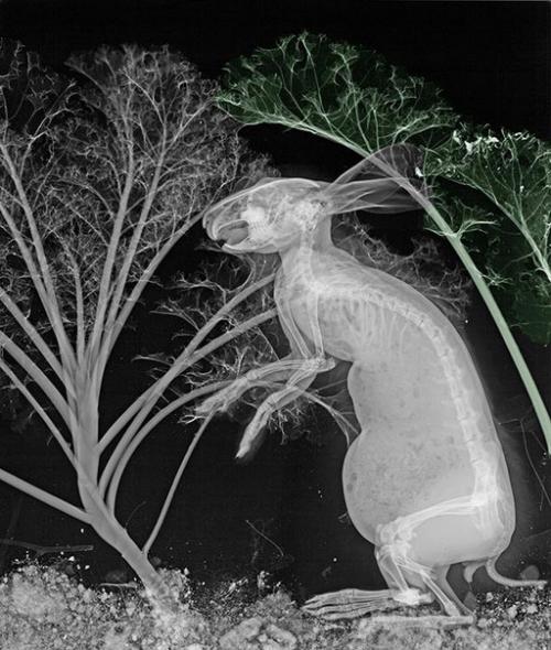 Научный арт.  Арье вант Рит изучал радиационную физику в технологическом университете Делфта и получил докторскую степень в университете утрехта. 03