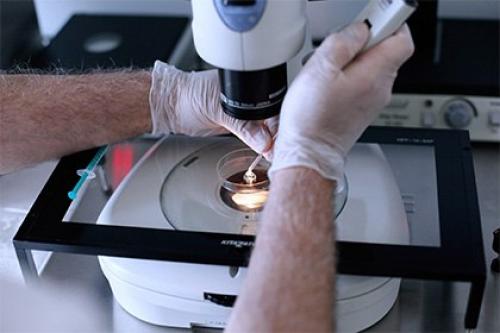 Главная опасность искусственного оплодотворения названа. Главная опасность искусственного оплодотворения названа.