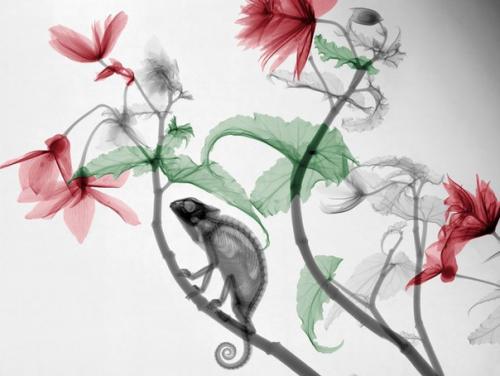 Научный арт.  Арье вант Рит изучал радиационную физику в технологическом университете Делфта и получил докторскую степень в университете утрехта. 05