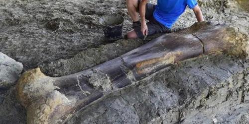 Самый тяжёлый динозавр 150 тонн весил, так что косточка вполне реалистичная. 02