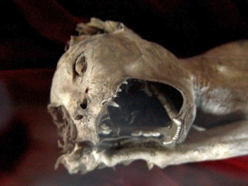 Недалеко от Каира обнаружили гробницы с мумифицированными животными. 02 Недалеко от Каира обнаружили гробницы с мумифицированными животными. 02