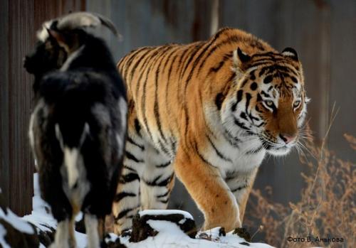 Подружившихся амурского тигра и козла расселили в разные вольеры, чтобы тигр мог ночевать на своём месте. 04