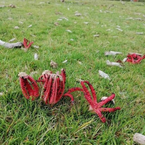 На фото необычный гриб. 02