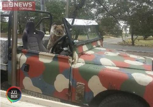 Внимание!  Будьте аккуратны, Пушистики устраивают новую волну угона автомобилей. 02