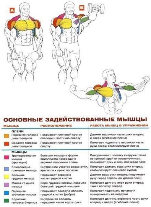 Стратегия развития больших плеч. 03 Стратегия развития больших плеч. 03