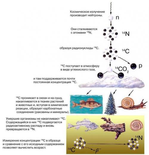 Что такое радиоуглеродный анализ? Что такое радиоуглеродный анализ?