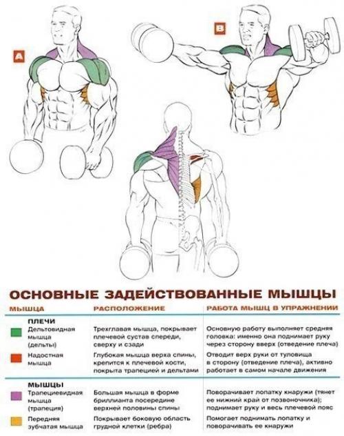 Стратегия развития больших плеч. 04 Стратегия развития больших плеч. 04