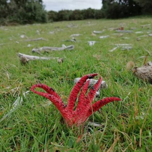 На фото необычный гриб. 03