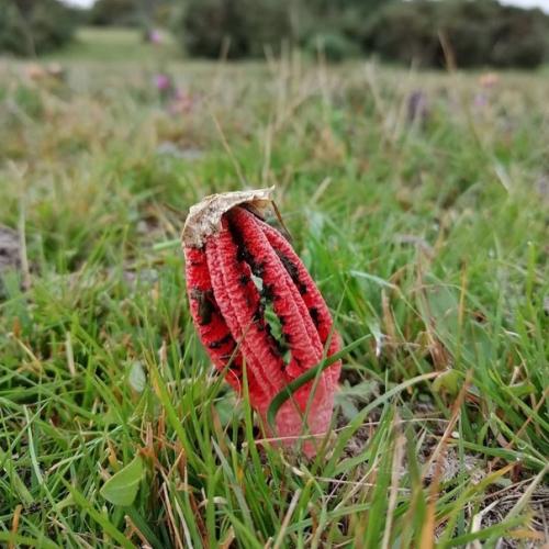 На фото необычный гриб. 01