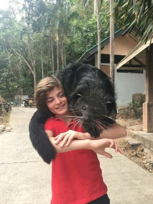 Бинтуронг: медведь, который стал котом. 02 Бинтуронг: медведь, который стал котом. 02