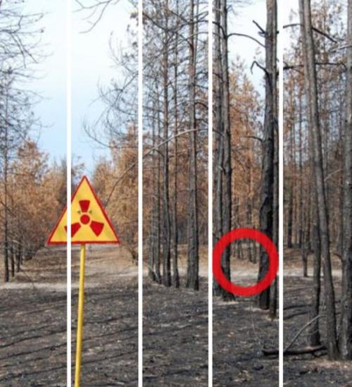 То, что ученые обнаружили в чернобыльском лесу, шокировало весь мир! 

