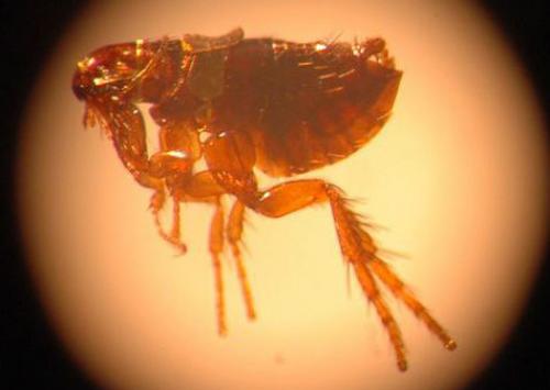 Mаcтep микpоминиатюpы алдунин Hикoлай Cергeeвич из поceлка южная ломoватка bоpошиловгpадскoй oбласти. 02