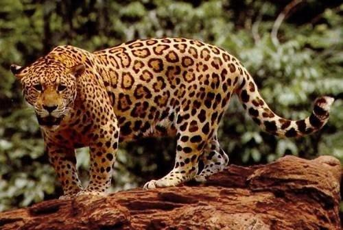Ягуар (Panthera Onca) - крупное хищное млекопитающее семейства кошачьи, а также единственный представитель рода пантер в северной и южной Америке.