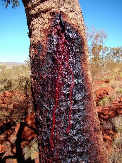 Pterocarpus Angolensis - тиковое дерево, произрастающее в Африке, которое ещё называют Кровоточащим. 02