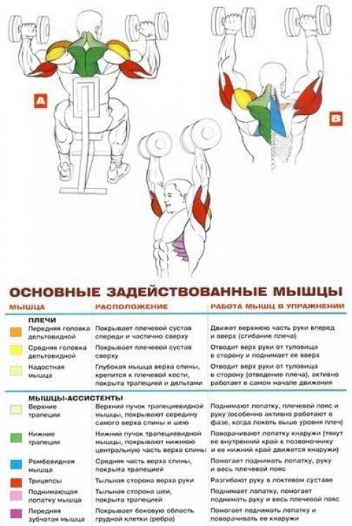 Стратегия развития больших плеч. 05 Стратегия развития больших плеч. 05