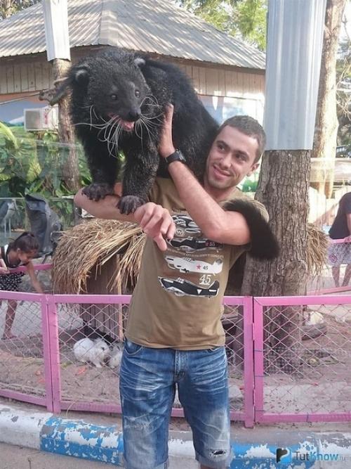 Бинтуронг: медведь, который стал котом. 03 Бинтуронг: медведь, который стал котом. 03