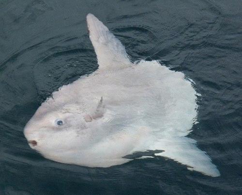 Рыба - луна или мола - мола.