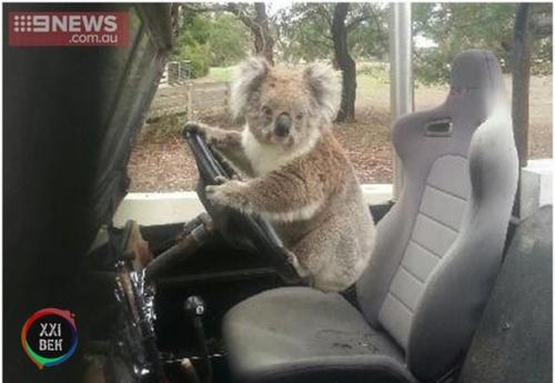 Внимание!  Будьте аккуратны, Пушистики устраивают новую волну угона автомобилей. 01