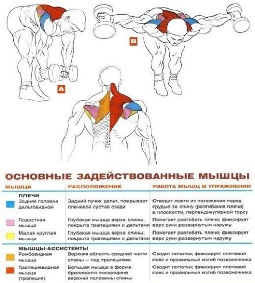 Стратегия развития больших плеч. Стратегия развития больших плеч.