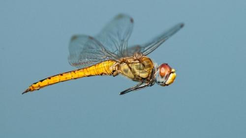 Физика в мире животных: стрекозы и их полет. 01 Физика в мире животных: стрекозы и их полет. 01