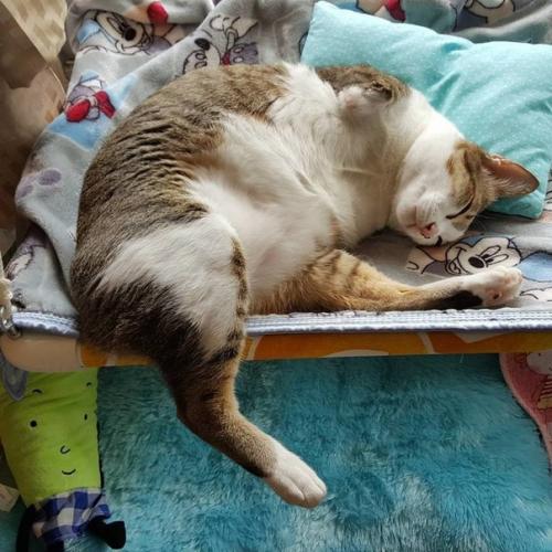 Герой дня: кот эйбл из Бангкока. 04