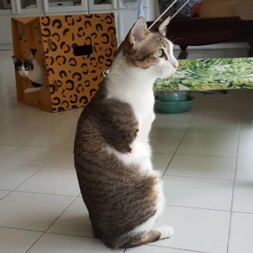 Герой дня: кот эйбл из Бангкока. 02