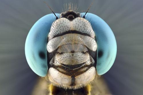 Индонезийский владелец строймаркета юди соу в свободное время обожает фотографировать дикую природу и особенно насекомых. 05