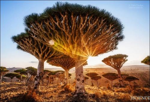 Драконово дерево.  Драконово дерево - это растение рода драцена, произрастающее в тропиках и субтропиках Африки и на островах юго-восточной Азии. 02 Драконово дерево.  Драконово дерево - это растение рода драцена, произрастающее в тропиках и субтропиках Африки и на островах юго-восточной Азии. 02