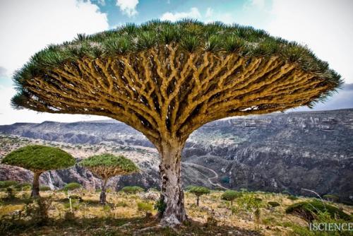 Драконово дерево.  Драконово дерево - это растение рода драцена, произрастающее в тропиках и субтропиках Африки и на островах юго-восточной Азии. 03 Драконово дерево.  Драконово дерево - это растение рода драцена, произрастающее в тропиках и субтропиках Африки и на островах юго-восточной Азии. 03
