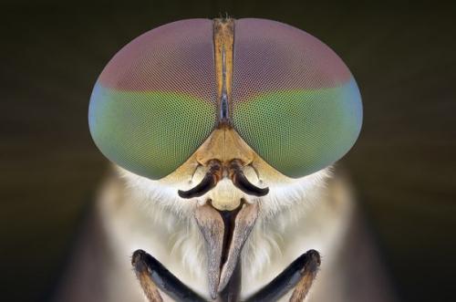 Индонезийский владелец строймаркета юди соу в свободное время обожает фотографировать дикую природу и особенно насекомых. 08