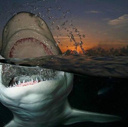Акулы очень любопытны.