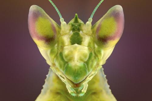 Индонезийский владелец строймаркета юди соу в свободное время обожает фотографировать дикую природу и особенно насекомых. 02