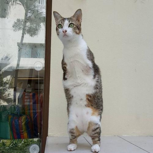 Герой дня: кот эйбл из Бангкока. 03