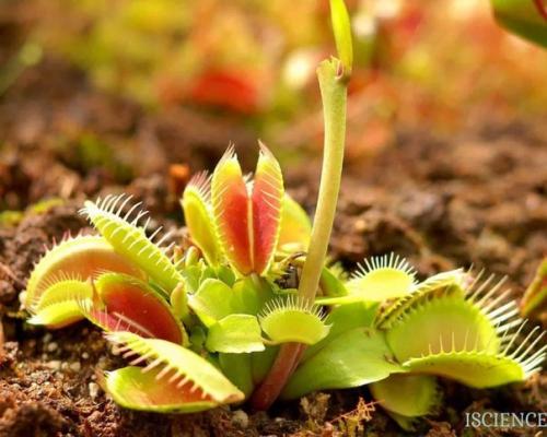 Венерина мухоловка.  Венерина мухоловка - вид хищных растений из монотипного рода дионея семейства росянковые. 01 Венерина мухоловка.  Венерина мухоловка - вид хищных растений из монотипного рода дионея семейства росянковые. 01
