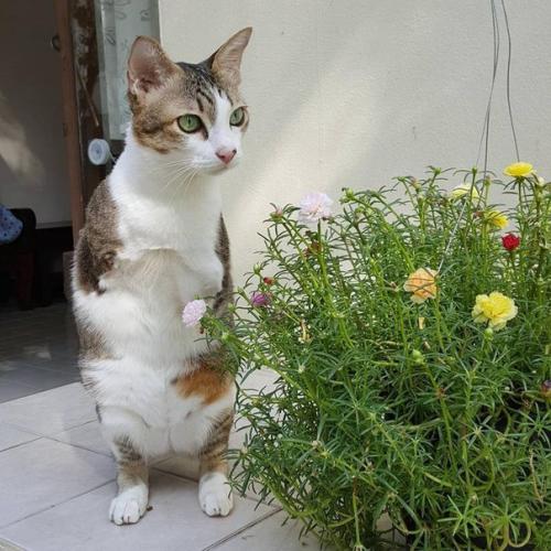 Герой дня: кот эйбл из Бангкока. 05