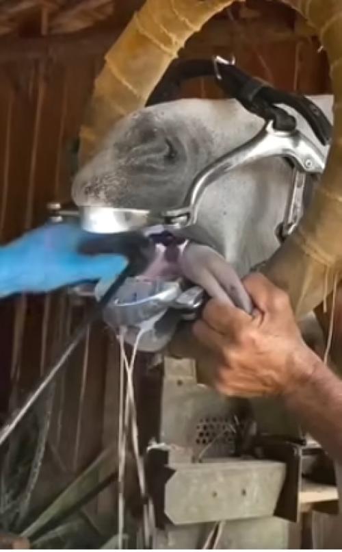 Периодические проверки и корректировка зубов у лошадей огромное значение имеют. 01