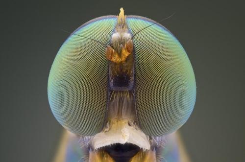 Индонезийский владелец строймаркета юди соу в свободное время обожает фотографировать дикую природу и особенно насекомых. 03