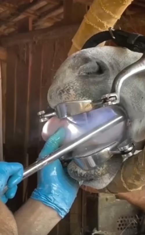 Периодические проверки и корректировка зубов у лошадей огромное значение имеют.  