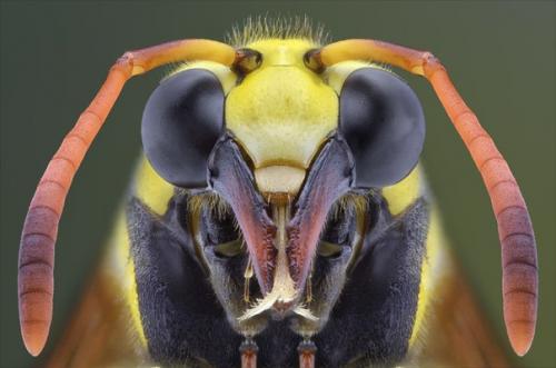 Индонезийский владелец строймаркета юди соу в свободное время обожает фотографировать дикую природу и особенно насекомых. 06