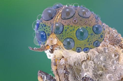 Индонезийский владелец строймаркета юди соу в свободное время обожает фотографировать дикую природу и особенно насекомых. 04