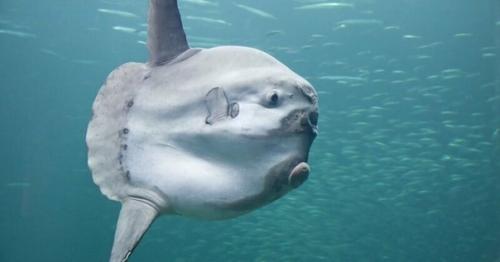 Думали, что на берегу лежит бревно. 03