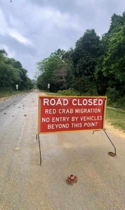 Каждый год на острове рождества происходит удивительное явление: миграция красных крабов.  