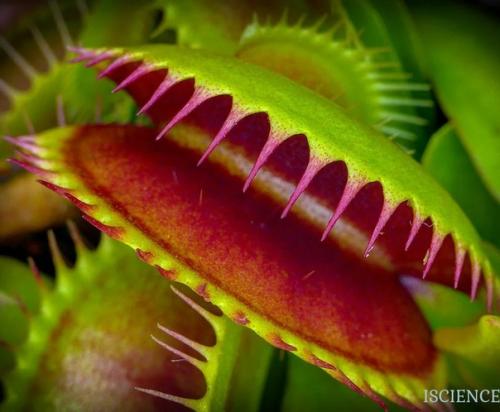 Венерина мухоловка.  Венерина мухоловка - вид хищных растений из монотипного рода дионея семейства росянковые. 02 Венерина мухоловка.  Венерина мухоловка - вид хищных растений из монотипного рода дионея семейства росянковые. 02