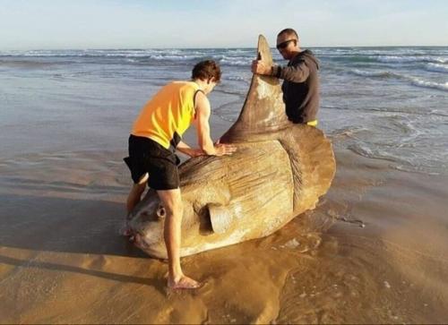 Думали, что на берегу лежит бревно. 02